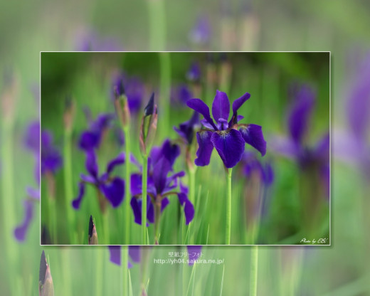 430520 (a): :1280x1024